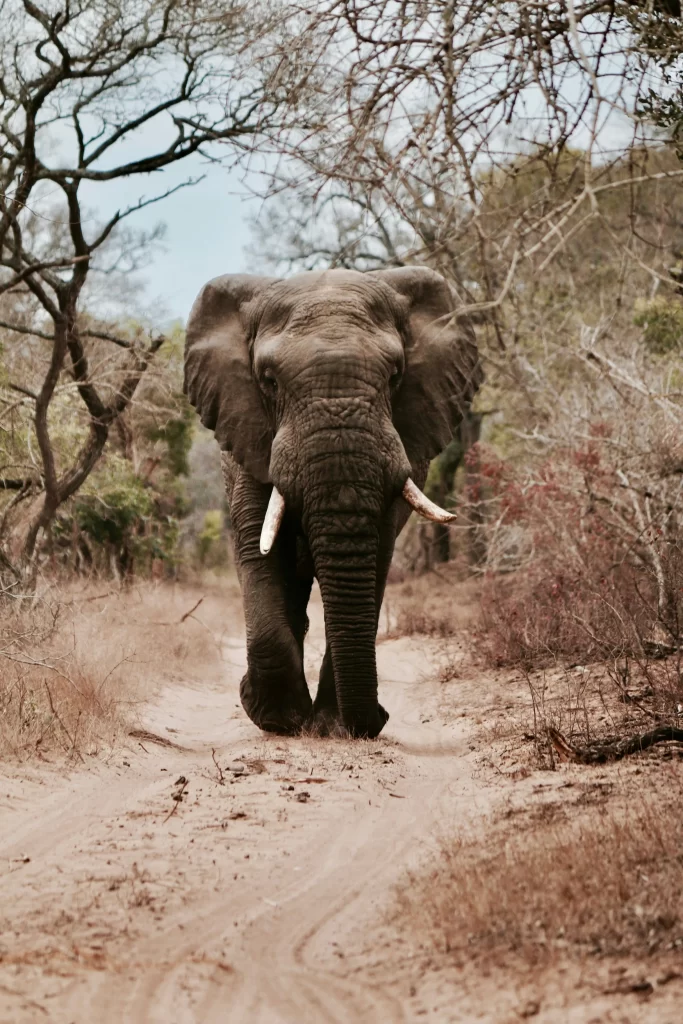 African elephant in bush — bespoke safari experiences with Bettencourt Travel